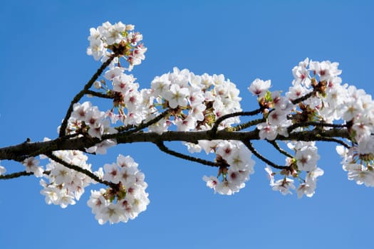 apple blossoms in spring