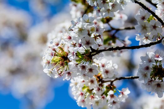 apple blossoms in spring