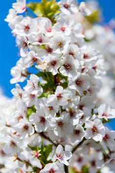 apple blossoms in spring