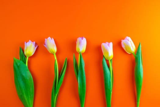 Bunch of orange tulips on background in the same color with clearspace.