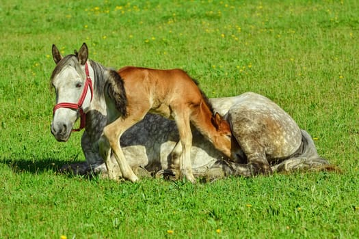 Horse with a Foal on the Green Lawn