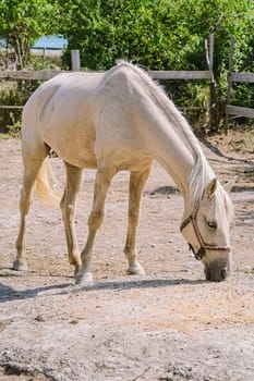 Palomino horse in the paddock