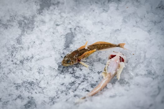 Specific fish of Baikal lake. Baikal lake, Siberia, Russia