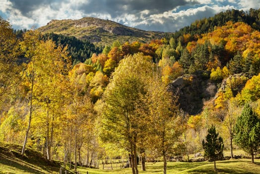 color of autumn at the mountain (french Pyrenees)