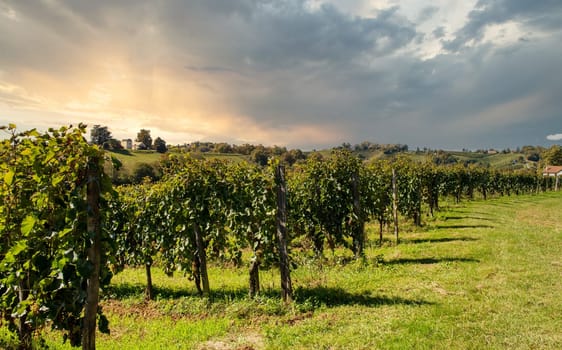 Vineyard of the Jurancon wine in the French Pyrenees, Pau city