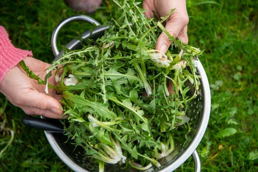 a woman picking dandelion (Taraxacum officinale) for salad