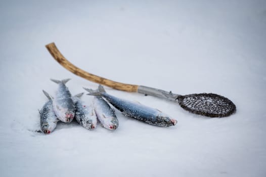 Specific fish of Baikal lake named Omul. Baikal lake, Siberia, Russia