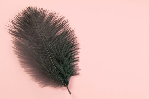 Beautiful black feather on pinc background. Top views with clear space