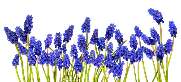 Blue grape hyacinths with green stems lie in a row isolated on white
