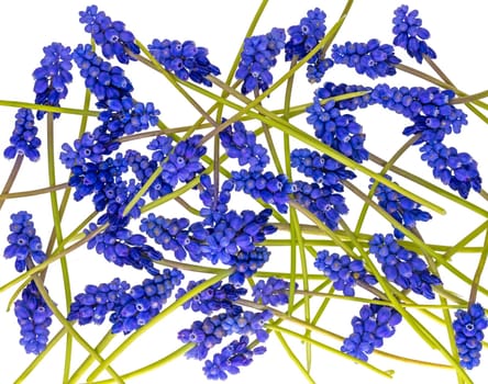 Blue grape hyacinths with green stems are jumbled, isolated on white
