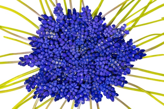 Blue grape hyacinths with green stems are jumbled, isolated on white