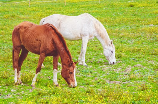 two horse eating in grassland