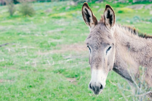 Close up Portrait of a donkey in farming.