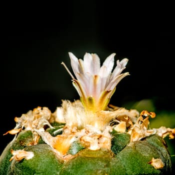 peyote, ritual cactus
