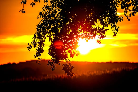 sunset in summertime with tree