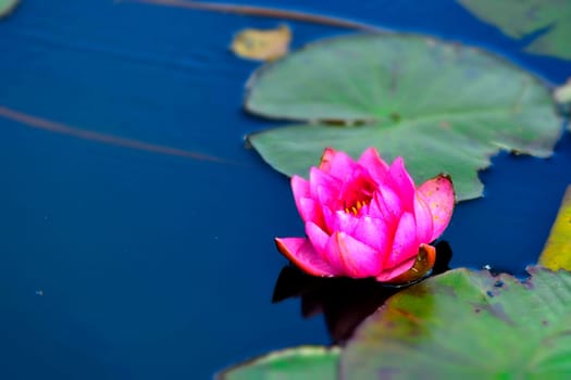 a pond with red water lily