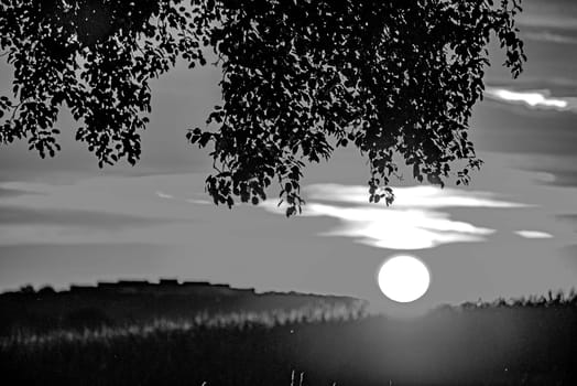 sunset in summertime with tree