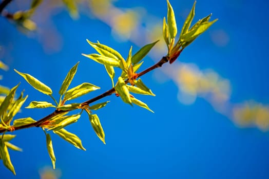 tree leaves in spring with a blue sky
