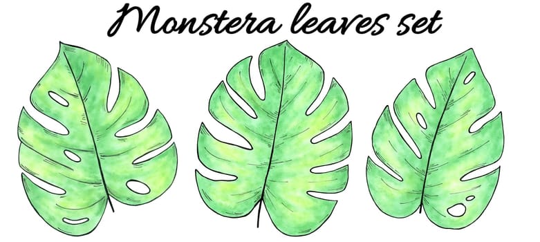 Hand drawn watercolor tropical plants set. Watercolor monstera leaves isolated on white