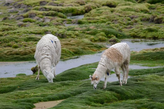 Alpacas Vicugna pacos grazing in a meadow. Cotacotani Lakes. Lauca National Park. Arica y Parinacota Region. Chile.