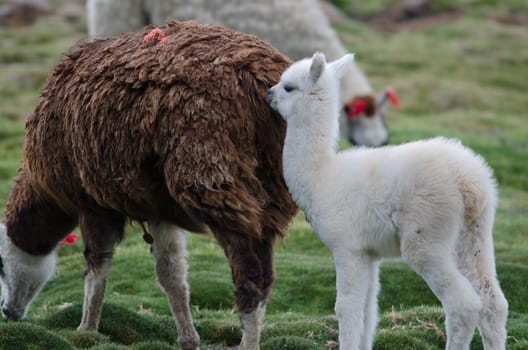 Baby alpaca Vicugna pacos with her mother. Parinacota. Lauca National Park. Arica y Parinacota Region. Chile.
