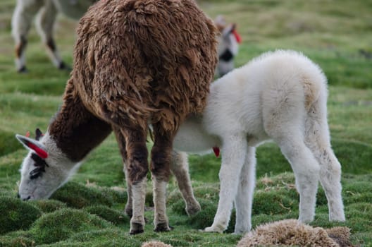 Baby alpaca Vicugna pacos suckling from her mother. Parinacota. Lauca National Park. Arica y Parinacota Region. Chile.