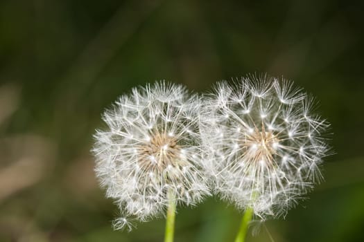 Two dandelions close up on green background. Seeds on a head of a dandelions