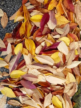 yellow fallen leaves on the ground. leaves in late autumn, yellow-red in color.