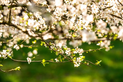 wild mirabelle blossom in springtime
