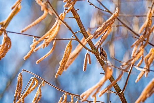 Hazelnut blossom in Germany in wintertime