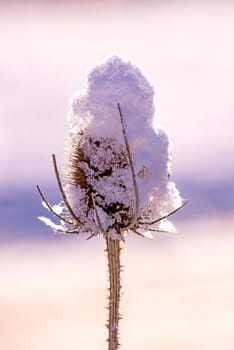 teasel with snow cap