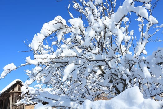 Snow covered tree, Blue sky and white ground. Real winter idyll scene...