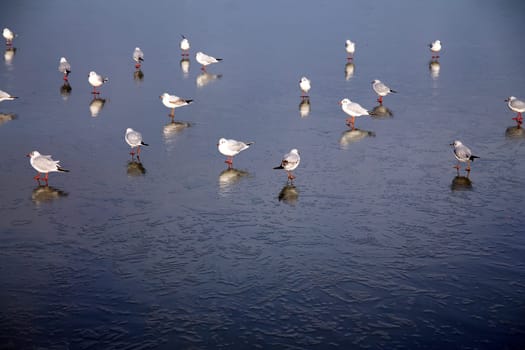 Birds resting on a blue iced lake