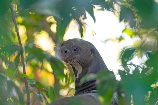 Giant River Otter Looking out from a Jungle Resting Area in the Pantanal in Brazil