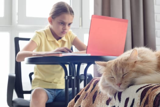 In the foreground lies a cat, in the background a girl learns while sitting at a table
