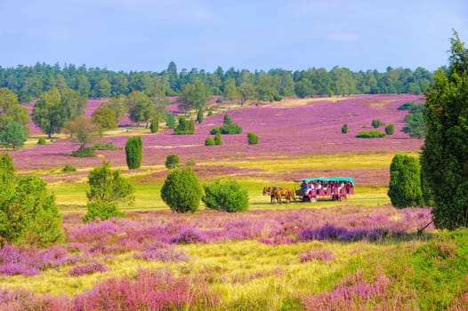 landscape Lueneburg Heath in autumn near Wilsede