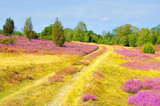 landscape Lueneburg Heath in autumn near Wilsede