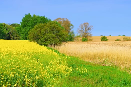 Rape field and reeds, idyllic landscape in spring