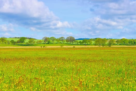 spring flower meadow on island of Ruegen in northern Germany