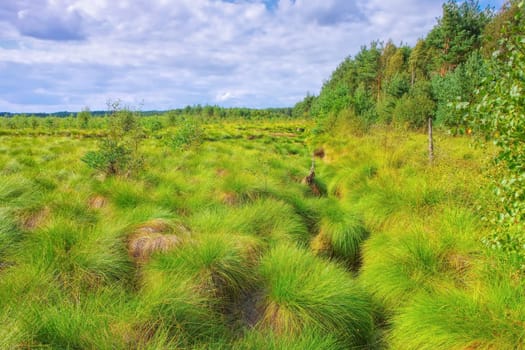the Schweimker swamp green nature landscape in Germany