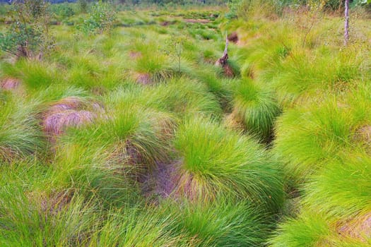 the Schweimker swamp green nature landscape in Germany