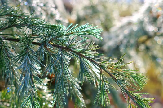 branch of a Himalayan cedar tree with drops of dew