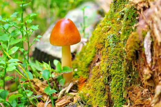 Amanita fulva, commonly called the tawny grisett in autumn forest
