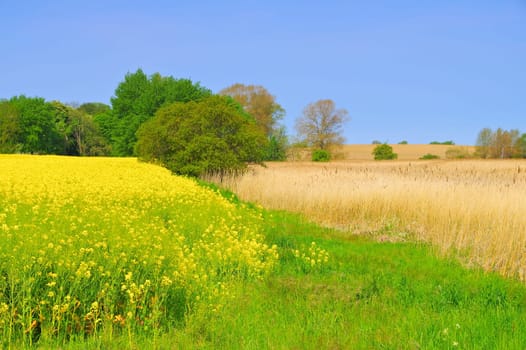 Rape field and reeds, idyllic landscape in spring