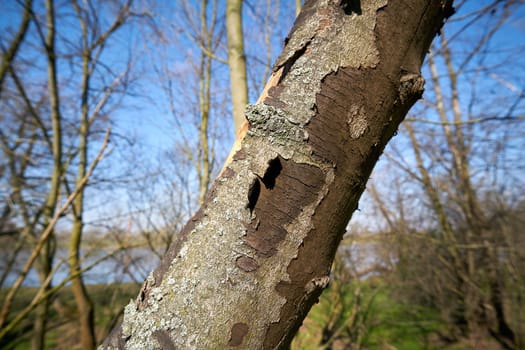 Dead sycamore maple in Magdeburg with symptoms of sooty bark disease caused by the fungus Cryptostroma corticale
