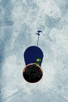 Green sprout growing from seed top view hard light strong shadow