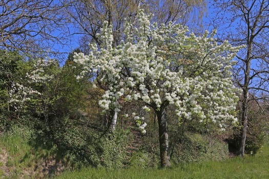 Birnbaum on Michaelsberg near Untergrombach