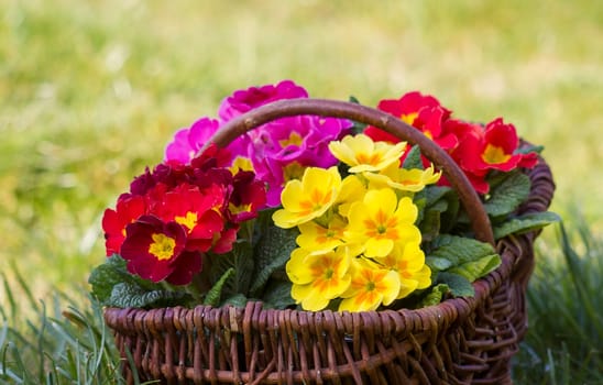 Blossoming primrose in a basket
