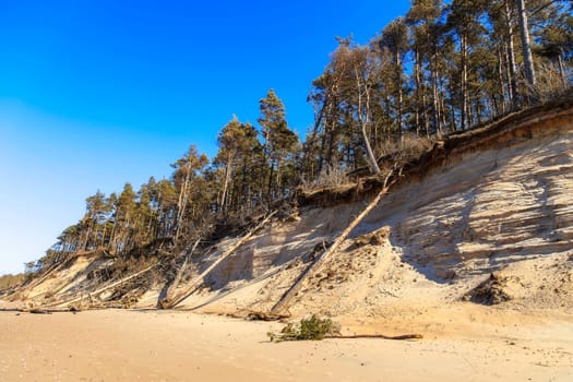 Baltic sandy coast after severe storms 2020. Destroyed shore, fallen trees. Steep and sandy coast of Baltic sea in western Latvia.
