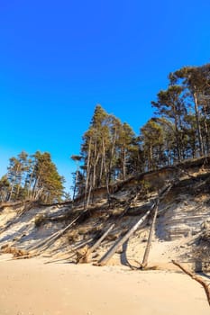 Baltic sandy coast after severe storms 2020. Destroyed shore, fallen trees. Steep and sandy coast of Baltic sea in western Latvia.